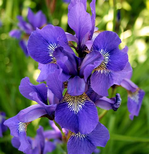 iris .